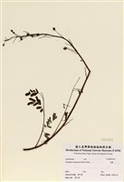 藏品(雲實)的圖片